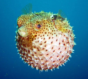 pufferfish-wallpaper